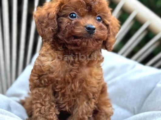 Toy Poodle Sevi̇mli̇ Yavrular Ev Üreti̇mi̇ görsel