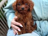 Toy Poodle Sevi̇mli̇ Yavrular Ev Üreti̇mi̇