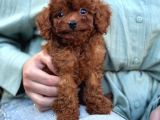 Toy Poodle Sevi̇mli̇ Yavrular Ev Üreti̇mi̇