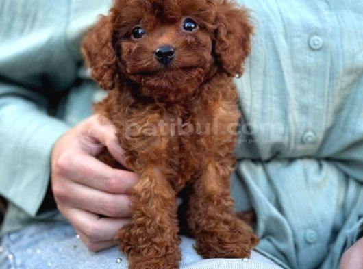 Toy Poodle Sevi̇mli̇ Yavrular Ev Üreti̇mi̇ görsel