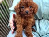 Toy Poodle Sevi̇mli̇ Yavrular Ev Üreti̇mi̇