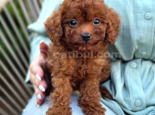 Toy Poodle Sevi̇mli̇ Yavrular Ev Üreti̇mi̇ görsel