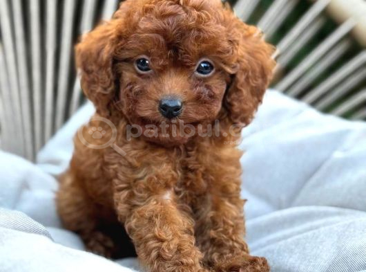 Toy Poodle Sevi̇mli̇ Yavrular Ev Üreti̇mi̇