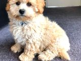 Malti̇poo Ci̇nsi̇ Yavrular Ev Üreti̇mi̇