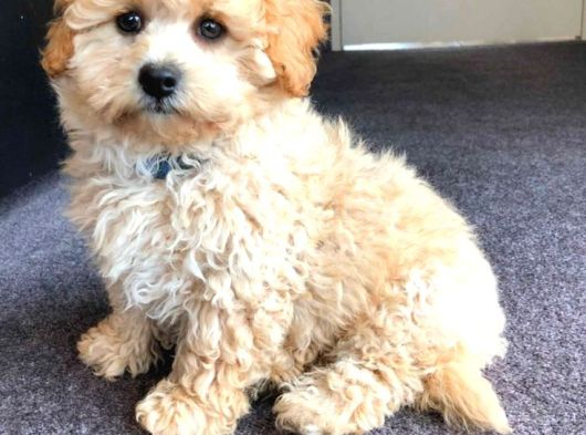 Malti̇poo Ci̇nsi̇ Yavrular Ev Üreti̇mi̇ görsel