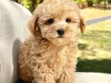 MALTİPOO CİNSİ YAVRULAR EV ÜRETİMİ