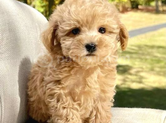 Malti̇poo Ci̇nsi̇ Yavrular Ev Üreti̇mi̇