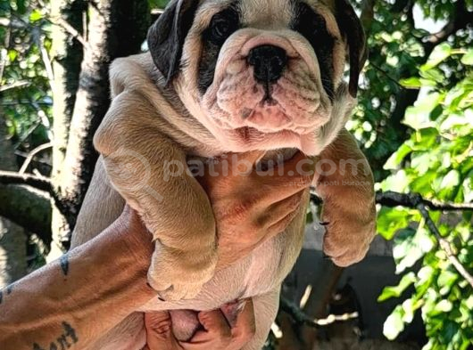 Tombi̇ş Bebekler görsel