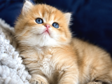 British Shorthair Ve Longhair Golden Yavrular