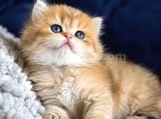 British Shorthair Ve Longhair Golden Yavrular görsel