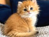 British shorthair ve longhair golden yavrular