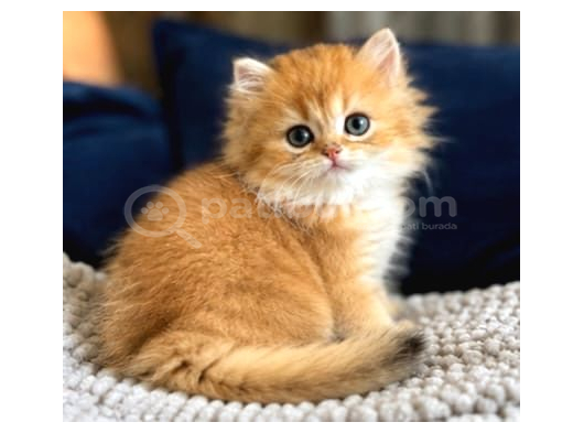 British Shorthair Ve Longhair Golden Yavrular