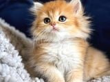 British Shorthair Ve Longhair Golden Yavrular