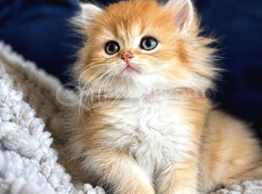 British Shorthair Ve Longhair Golden Yavrular görsel