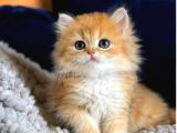 British Shorthair Ve Longhair Golden Yavrular