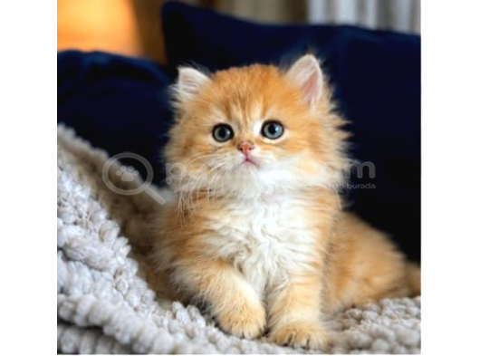 British Shorthair Ve Longhair Golden Yavrular görsel