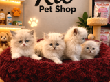 Olağanüstü Güzellikte British Longhair Yavrularımız