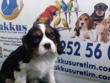 Akkuş Üreti̇m Çi̇ftli̇ği̇nden Cavali̇er Ki̇ng Charles Yavrulari