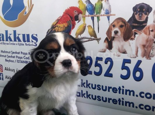 Akkuş Üreti̇m Çi̇ftli̇ği̇nden Cavali̇er Ki̇ng Charles Yavrulari görsel