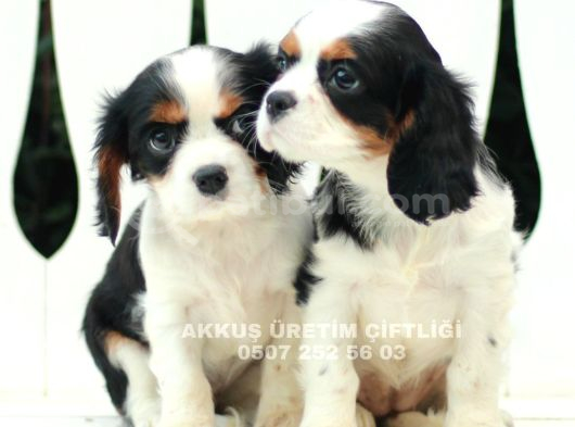 Akkuş Üreti̇m Çi̇ftli̇ği̇nden Cavali̇er Ki̇ng Charles Yavrulari görsel