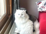 2 aylık British Longhair yavrular