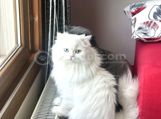 2 aylık British Longhair yavrular