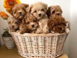 Mi̇ni̇ Malti̇poo Bebekler