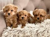 Mi̇ni̇ Malti̇poo Bebekler