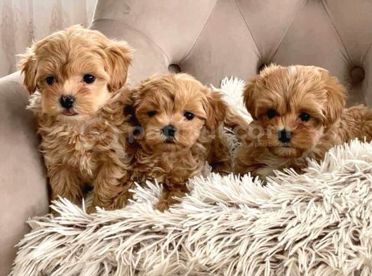 Mi̇ni̇ Malti̇poo Bebekler görsel