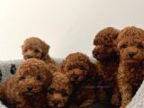 Her Renk Toy Poodle