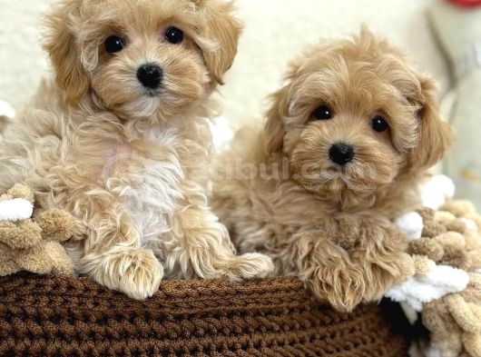 Mi̇ni̇ Malti̇poo Bebekler görsel