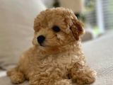 Mi̇ni̇ Malti̇poo Bebekler