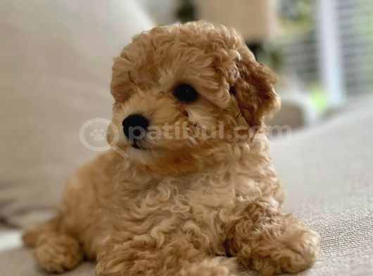 Mi̇ni̇ Malti̇poo Bebekler görsel