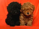 Her Renk Toy Poodle