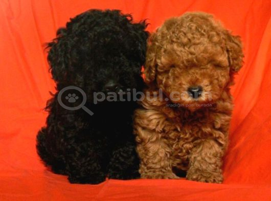 HER RENK TOY POODLE
