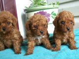 Her Renk Toy Poodle