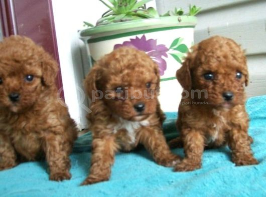 Her Renk Toy Poodle görsel