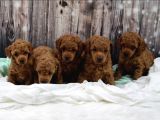 Her Renk Toy Poodle