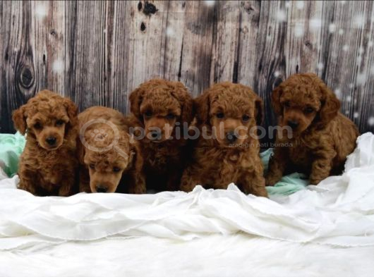 Her Renk Toy Poodle görsel