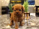 Anatomi̇ Hari̇kasi Toy Poodle Bebekler