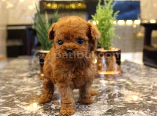 Anatomi̇ Hari̇kasi Toy Poodle Bebekler görsel