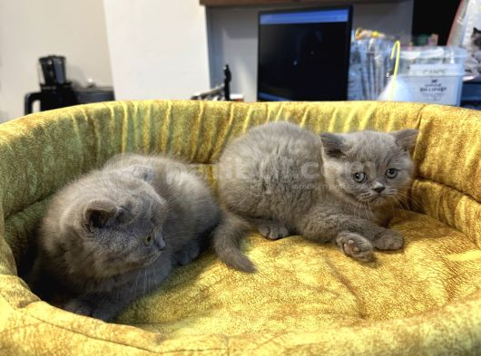 Top Kafa British Shorthair Yavrularımız görsel