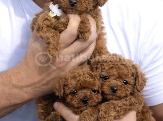 Irkinin En Mükemmeli Kore Kan Toy Poodle Yavrulari