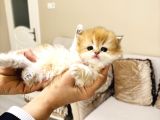 Rezervasyona Açik Ny12 Tam Irk Longhair Yavrularimiz