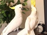 Evci̇l Konuşan Tri̇ton Sülfür Cacadu Papağanimiz Gönderi̇m Var