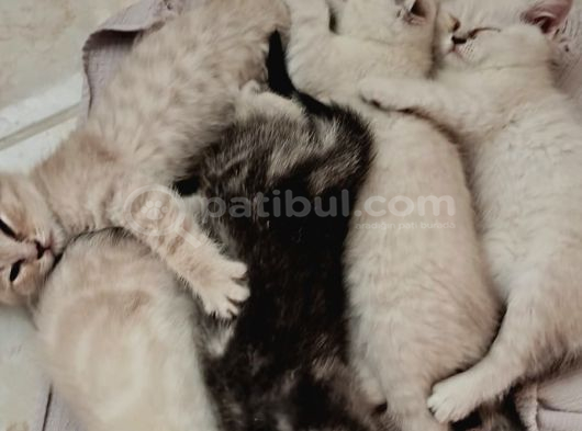 Ev Ortamında Büyüyen Tabi Scotish Erkek Yavru Kedimiz görsel