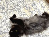 1 Yaşinda İran Kedi̇si̇ Ücretsi̇z Yuva Arayişi