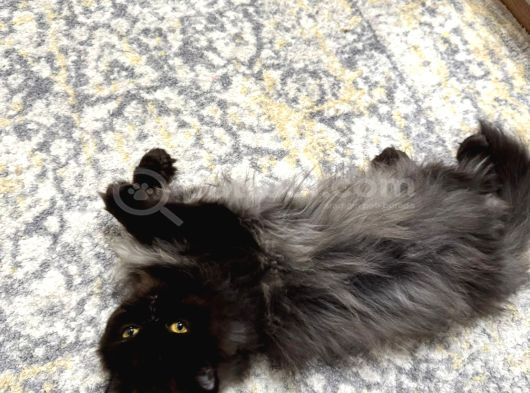 1 Yaşinda İran Kedi̇si̇ Ücretsi̇z Yuva Arayişi görsel