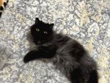 1 Yaşinda İran Kedi̇si̇ Ücretsi̇z Yuva Arayişi