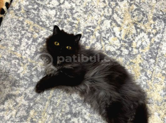 1 Yaşinda İran Kedi̇si̇ Ücretsi̇z Yuva Arayişi görsel